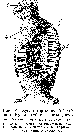 Представитель типа губок —сакон (Sycon)
