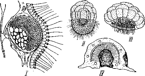 Развитие Sycon raphanus