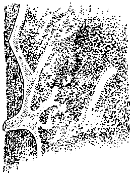 Часть поверхности бадяги