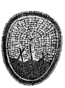 Личинка бадяги