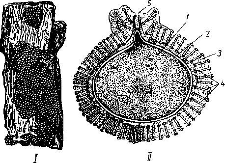 Геммулы бадяг
