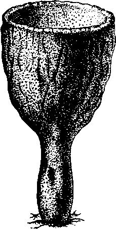 Кубок Нептуна (Poterion neptuni)