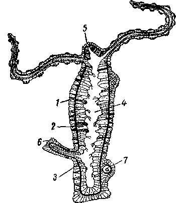 Схематический продольный разрез через гидру
