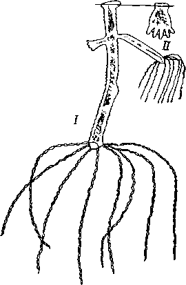 Гидра.  I — в спокойном состоянии; II — сократившаяся после раздражения