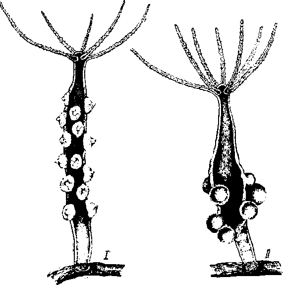 Стебельчатая гидра (Hydra oligactis)