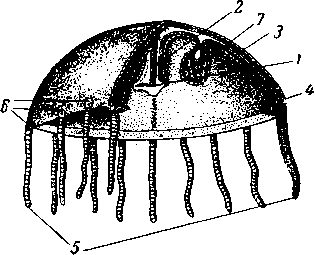 Медуза Obelia