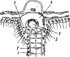 Строение статоциста Obelia