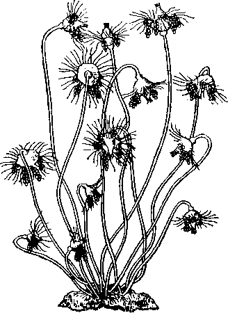 Колония Tubularia larynx в ест. величину