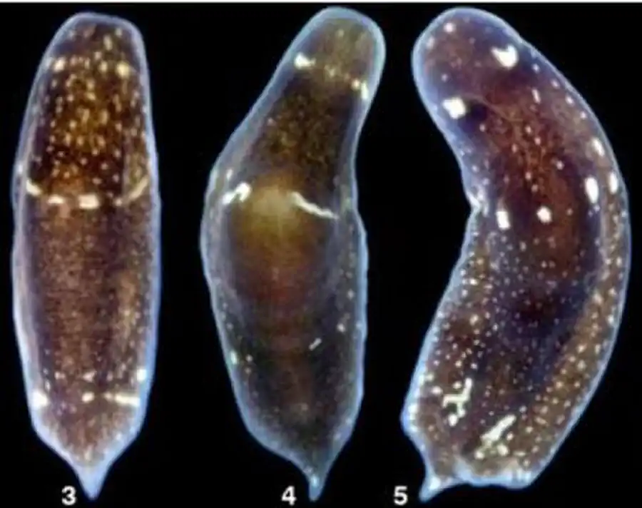 Систематический обзор бескишечных турбеллярий (Acolela)