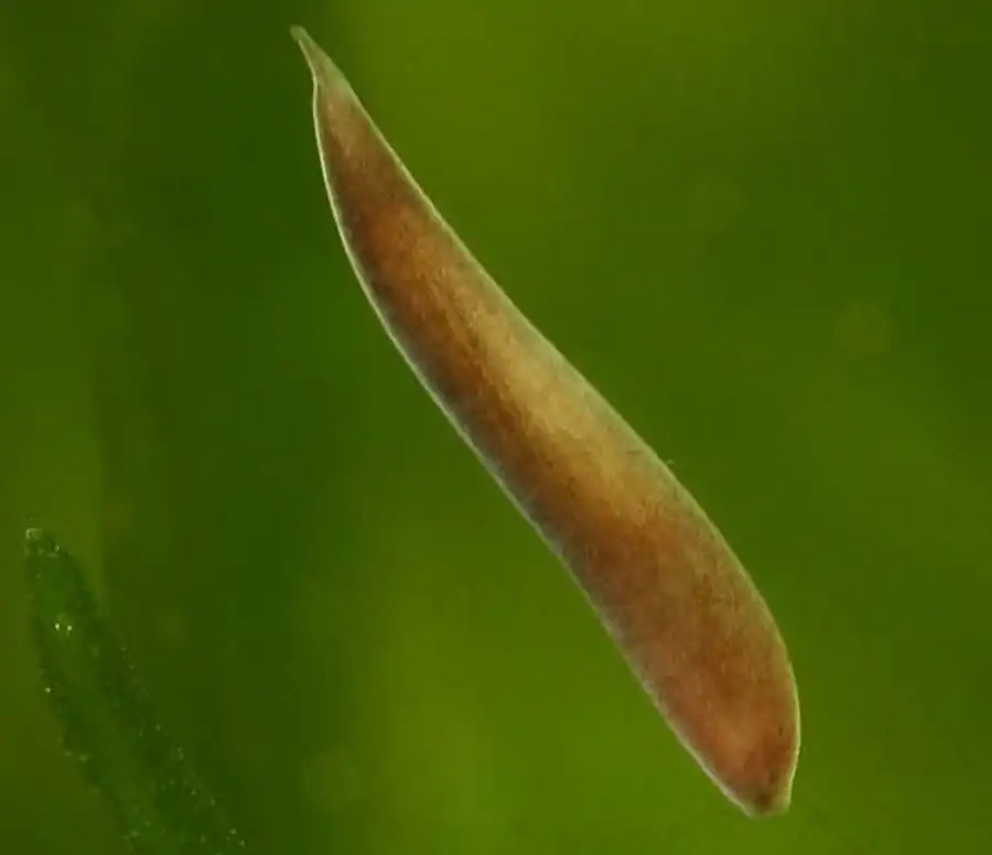 Отряд прямокишечные турбеллярии (Rhabdocoela)