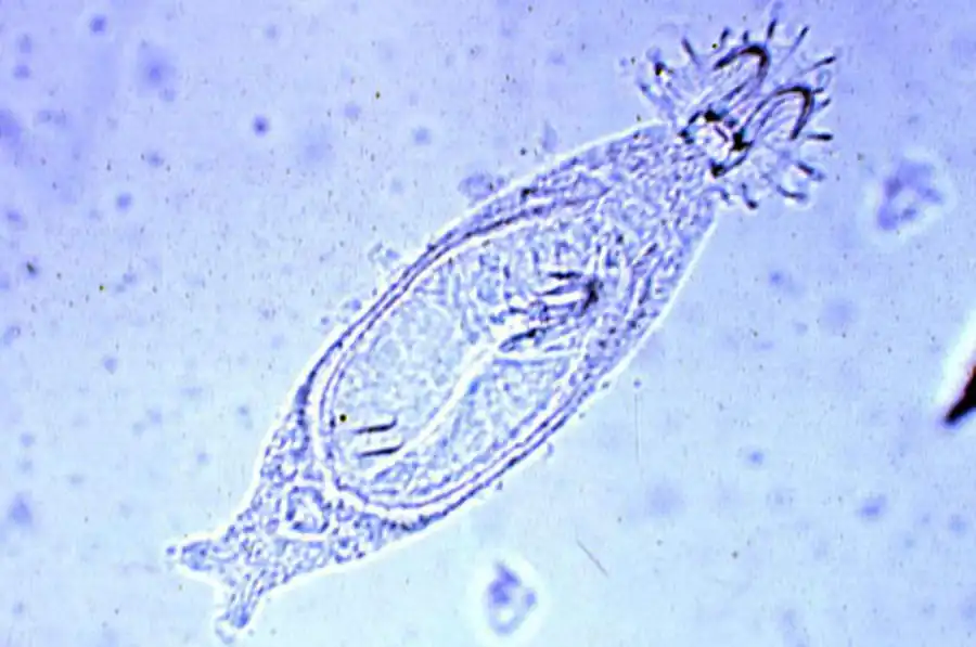 Класс Моногенетические сосальщики (Monogenea)