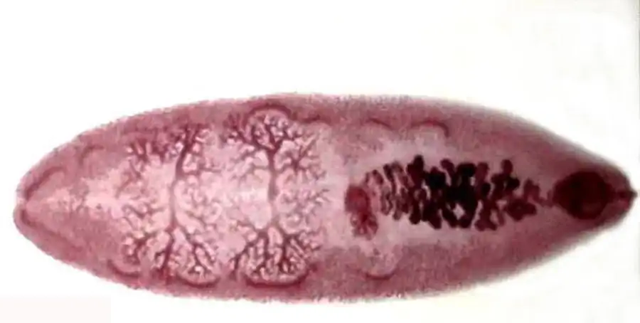 Подкласс Дигенетические сосальщики (Prosostomadidea)