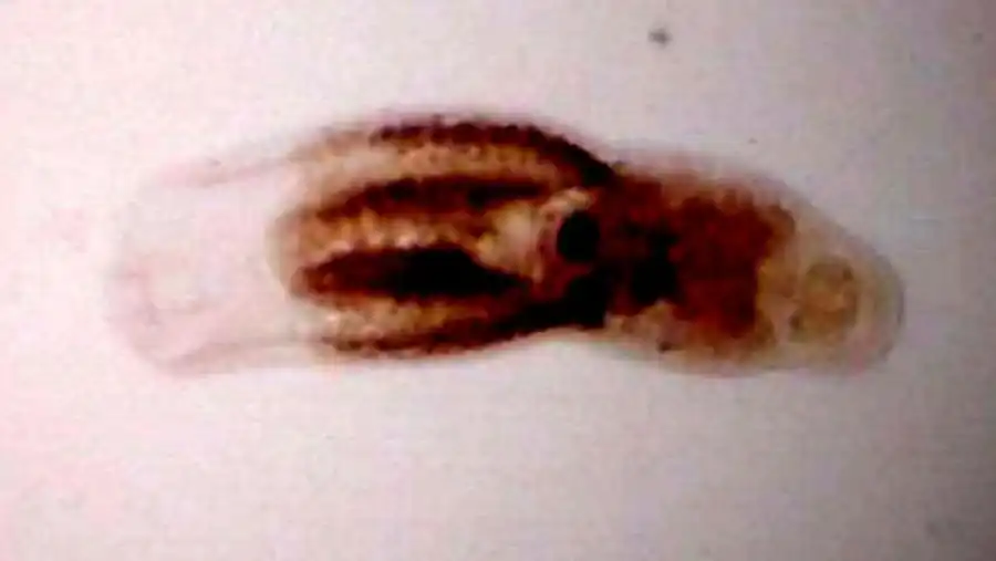 Цикл развития алярии (Alaria alata)