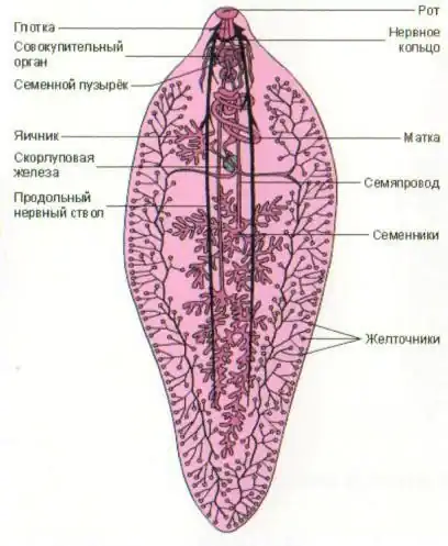Строение сосальщиков