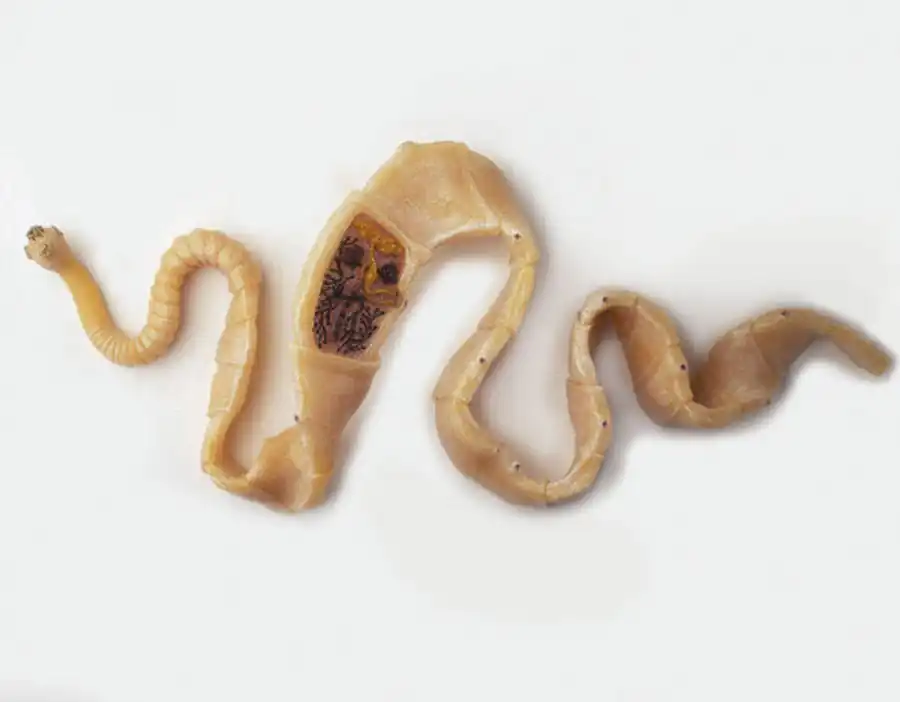 Класс Ленточные черви, или Цестоды (Cestoidea)