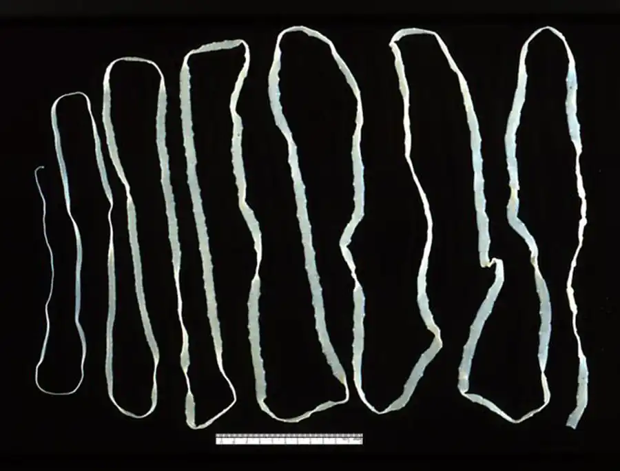 Представитель класса цестод — бычий солитер (Taeniarhynchus saginatus)