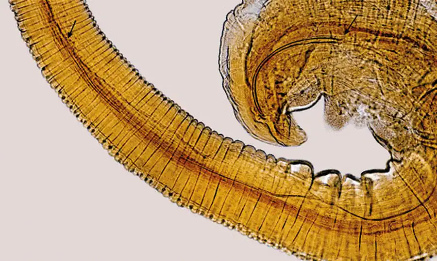 Отряд цепни (Cyclophyllidea)