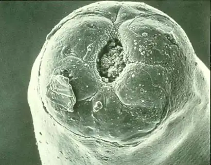 Тип Круглые, или Первичнополостные, черви (Nemathelm1nthes, или Aschelminthes) Тип Круглые, или Первичнополостные, черви (Nemathelm1nthes, или Aschelminthes)