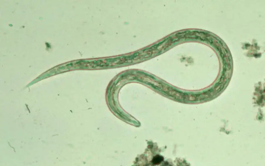 Классификация круглых червей