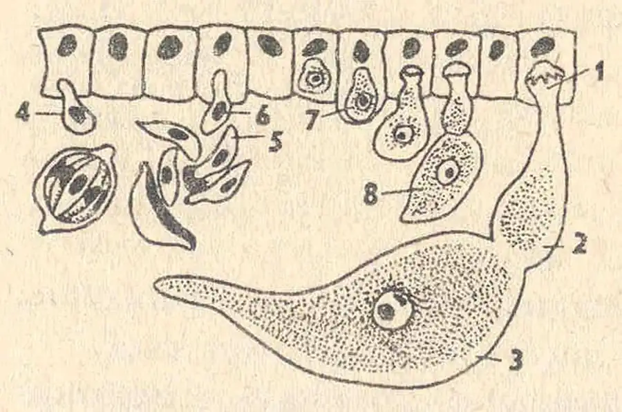 Грегарины — паразиты беспозвоночных животных