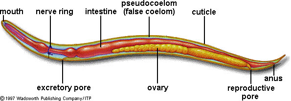 Строение нематод