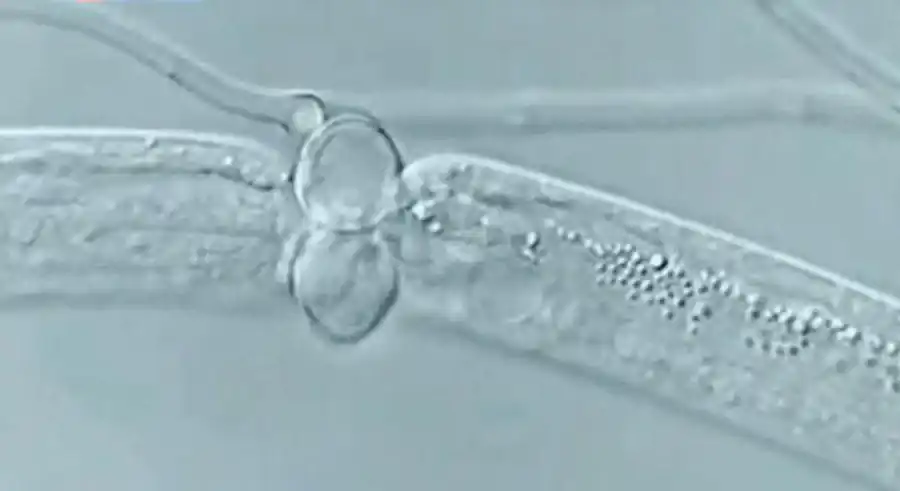 Жизненный цикл нематод