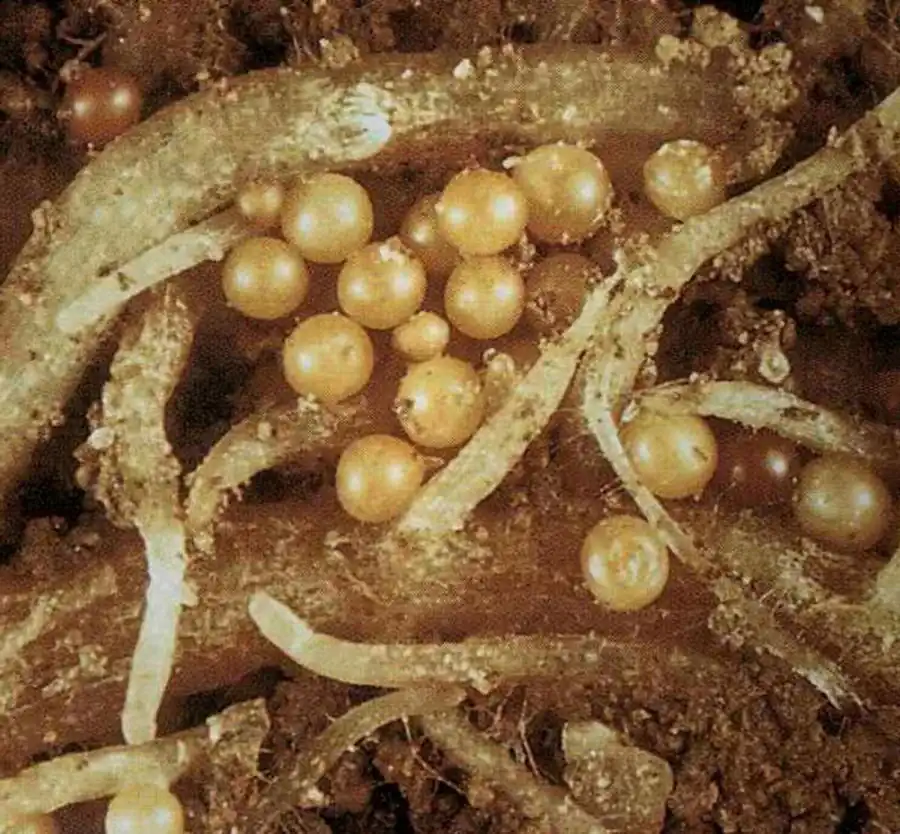 Нематоды — паразиты растений