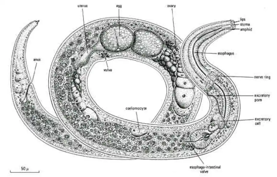 Подкласс Аденофореи (Adenophorea)