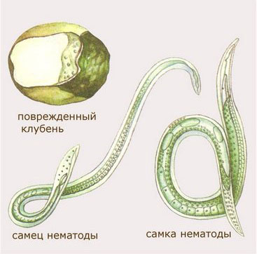 Филогения нематод