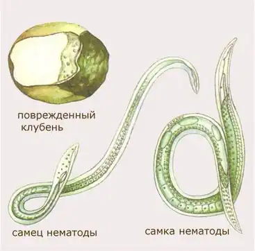 Филогения нематод