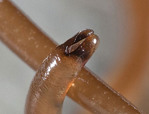 Класс Волосатиковые (Gordiacea, или Nematomorpha)