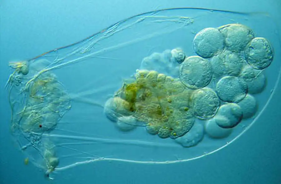 Класс Коловратки (Rotatoria)