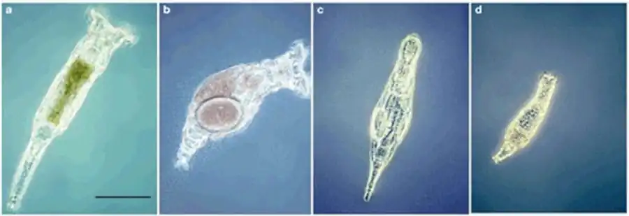 Экология и представители коловраток
