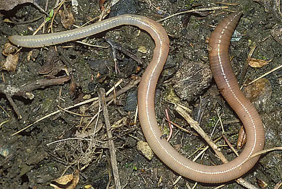 Классификация кольчатых червей