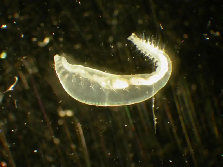 Нервная и пищеварительная системы кольчатых червей