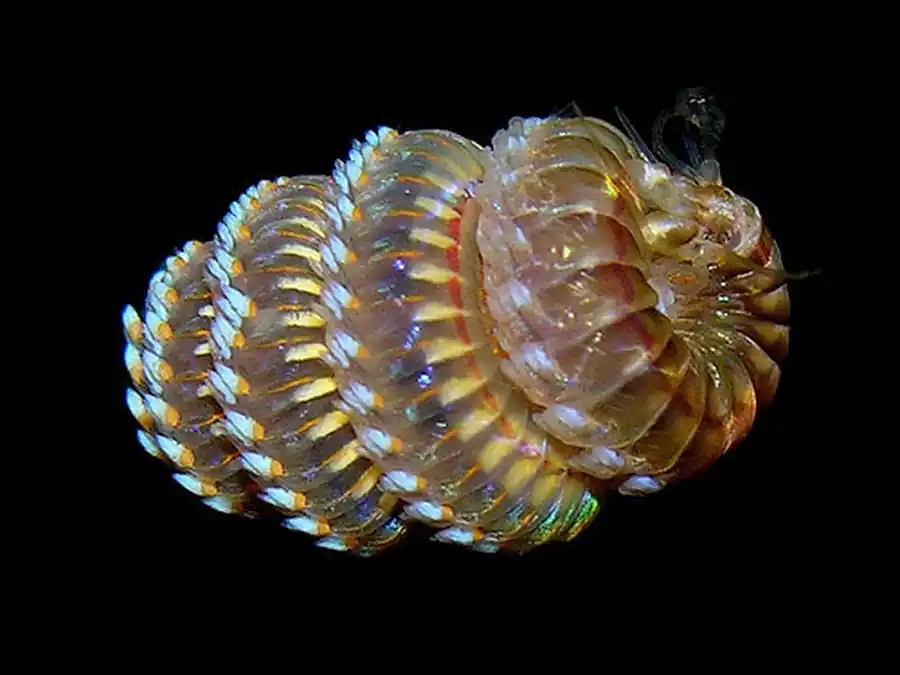 Системы органов кольчатых червей