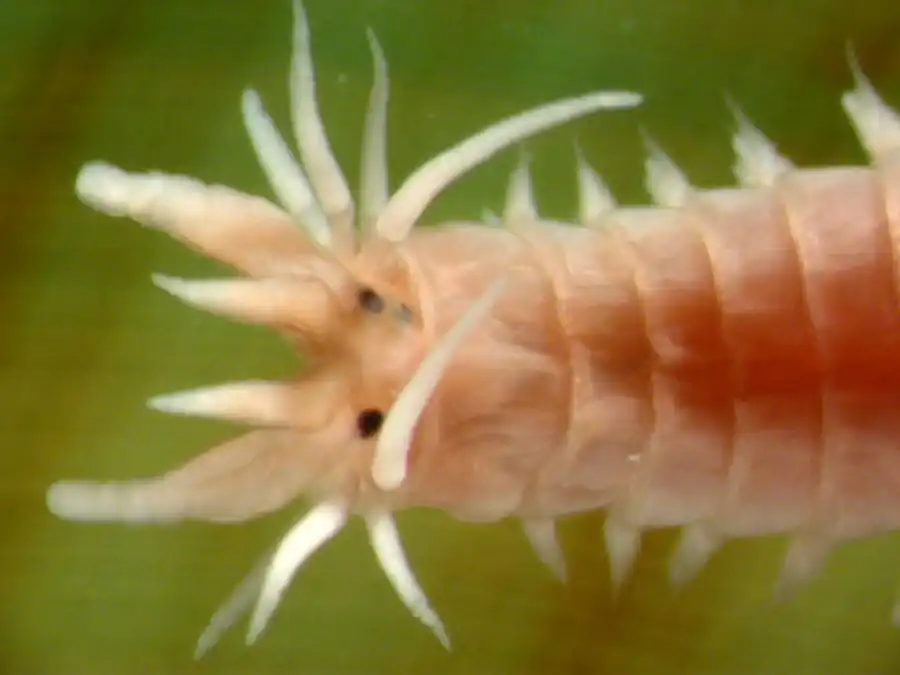 Целом полихет