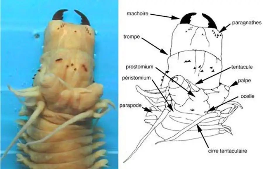 Бесполое размножение полихет