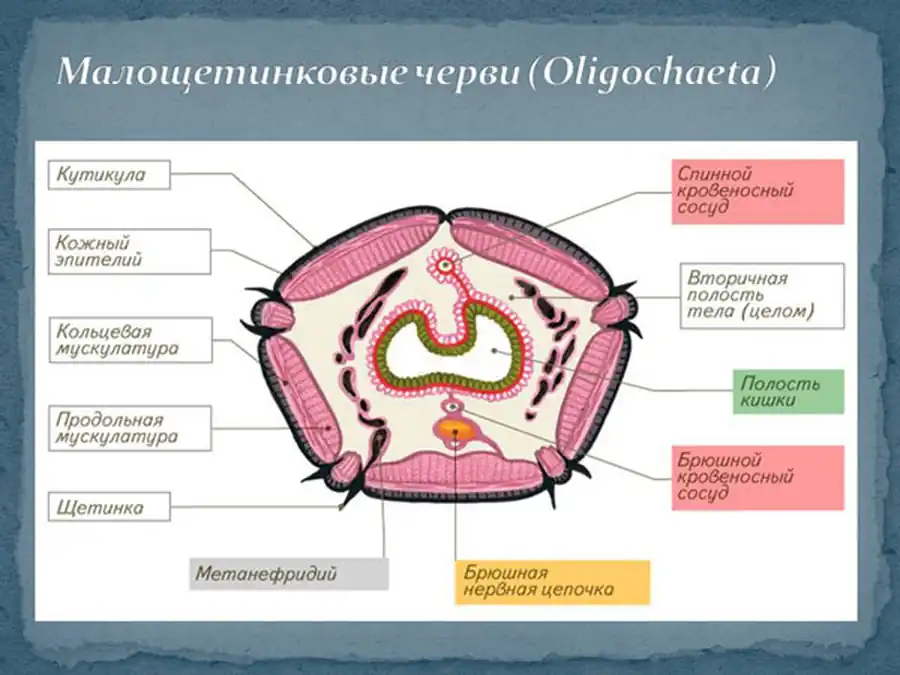 Половая система олигохет