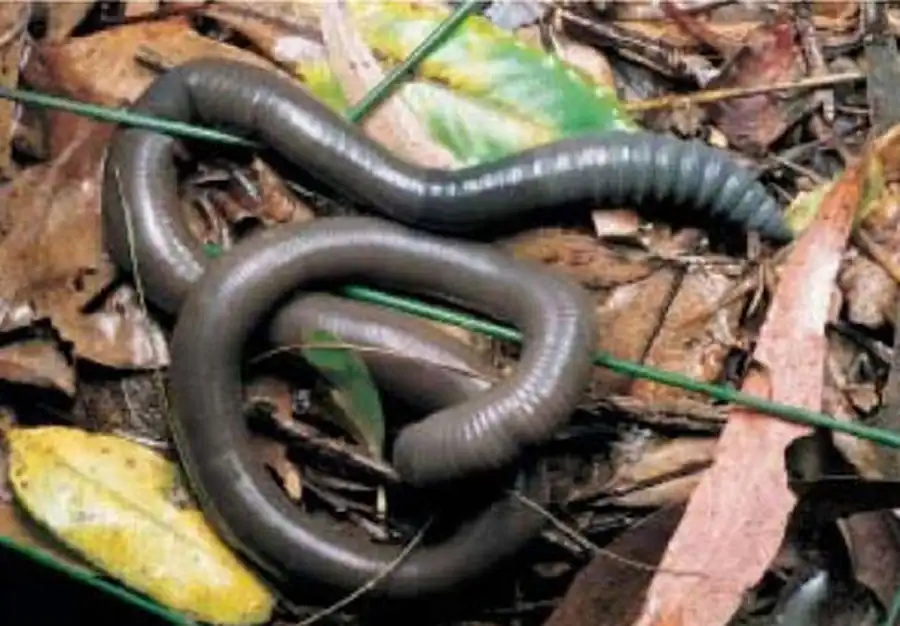 Экология дождевого червя