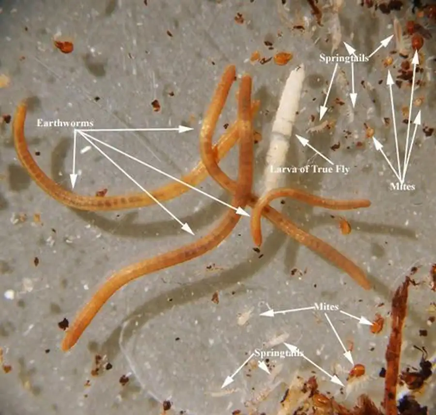 Экология олигохет