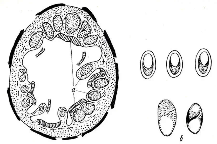 Отряд Слизистые Споровики (Myxosporidia)