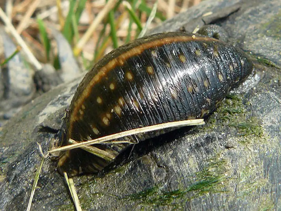 Пищеварительная система пиявок