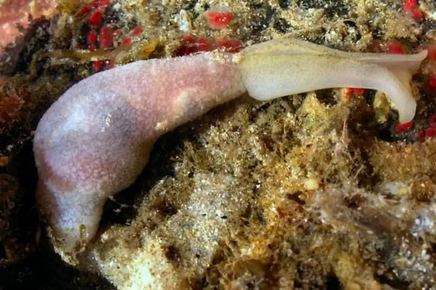 Класс Эхиуридовые (Echiuroidea)