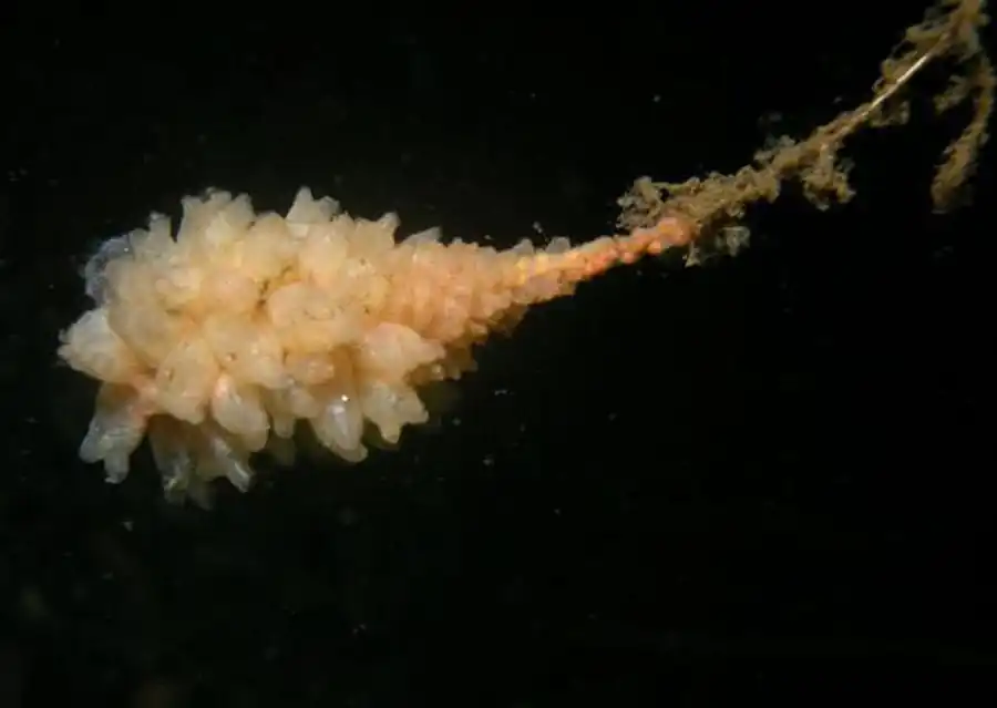 Тип Мшанки (Bryozoa, или Polyzoa)