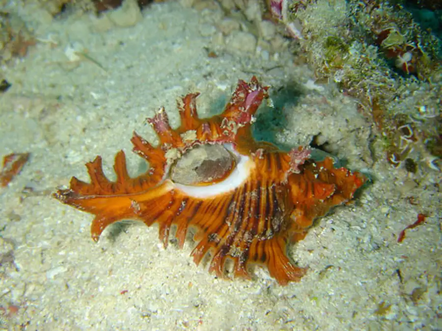 Тип Моллюски (Mollusca)