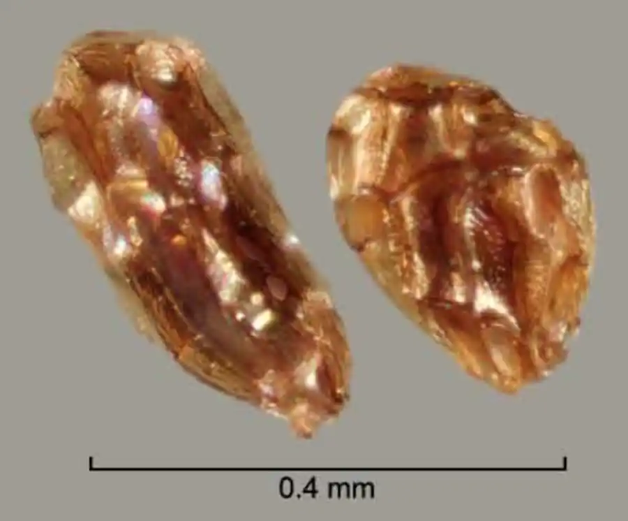 Строение класса панцирных