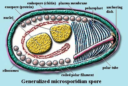 Отряд Микроспоридии (Microsporidia)