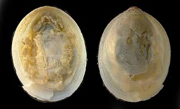 Класс Моноплакофоры (Monoplacophora)