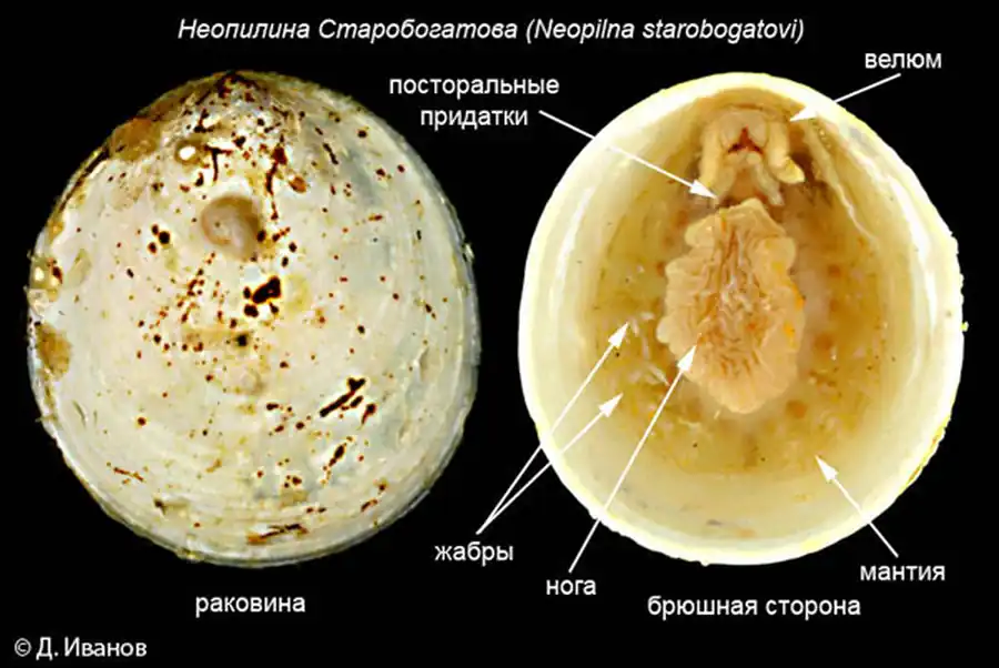 Строение моноплакофор